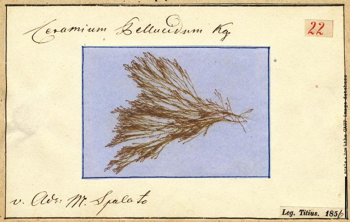 Ceramium deslongchampsii 22.jpg